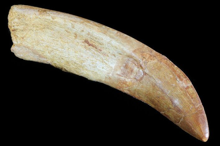 Carcharodontosaurus Tooth - Composite Root #71094